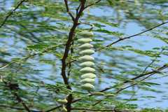 Acacia nilotica subsp. tomentosa